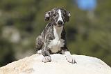 WHIPPET 108